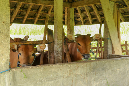 稻田里的奶牛庇护所棕色肉牛站在马厩里印度尼西亚巴厘岛著名的Jatiluwih背景图片