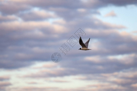海鸥在多云的傍晚云背景上靠近码头照片摄于欧图片