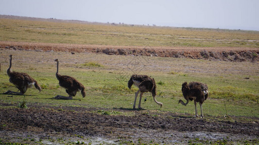 非洲肯尼亚Amboseli国图片