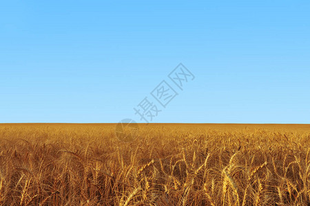 蓝天下的麦田景观图片