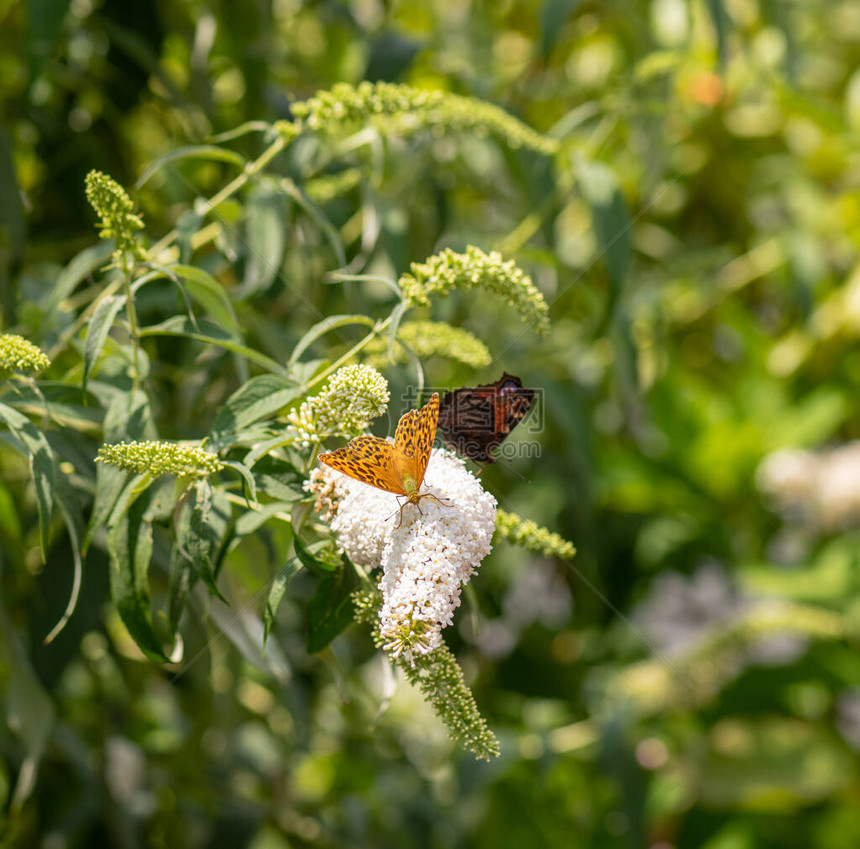 一只鹌鹑小麦贝母蝴蝶的户外夏春色宏坐在白丁香花上图片