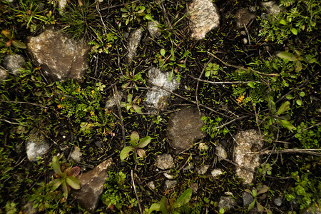 地表面质地绿草有苔和石头背景环境概图片