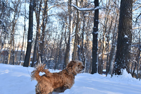 雪中漫步的狗鸟S图片