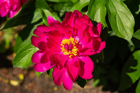 花坛上的粉红色牡丹特写花卉春天背景花园里盛开的美丽花朵紫粉色牡丹花图片
