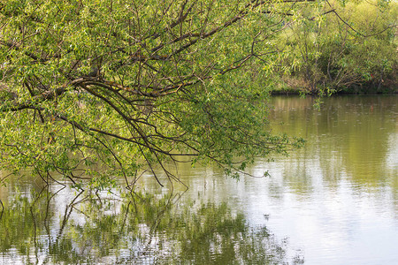 在池塘水面上有柳树的绿枝树的枝子在背景图片
