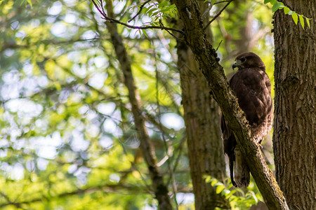 秃鹰猎鹰或老鹰坐在树干上图片