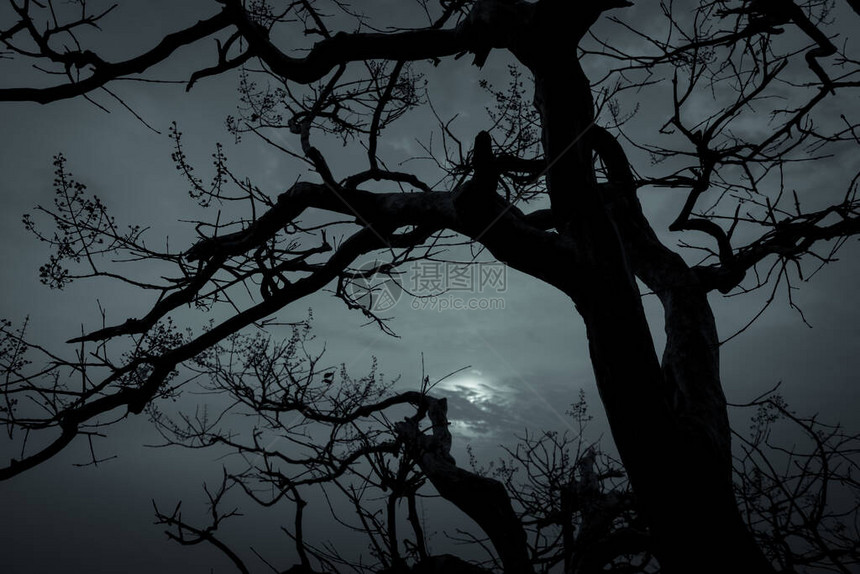 在黑暗的戏剧天空和白云背景上勾勒出死树的轮廓图片