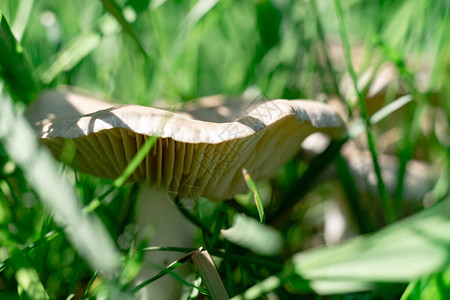 关闭在草森林背景的蘑菇图片