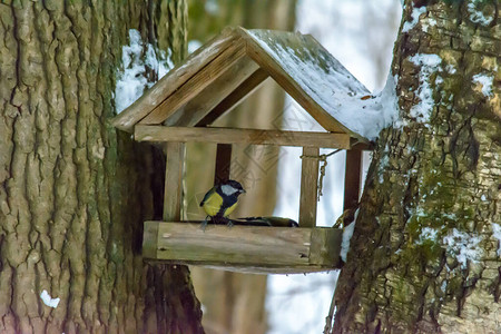 鸟在冬天从喂食器喂食图片