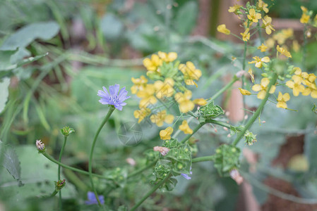 美国德克萨斯州达拉斯附近有机后院花园的菊苣或菊图片