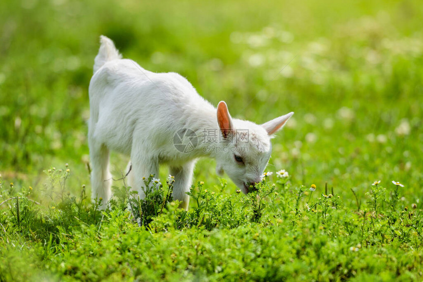 白小山羊站在绿草上在阳光明媚的图片