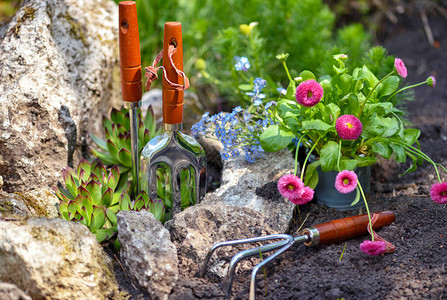 花园里的园艺工具和春花园艺概图片