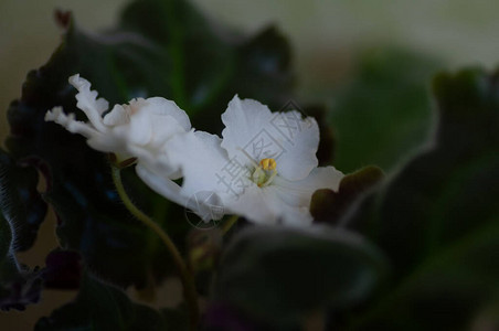 室内植物白色senpolia的开花巨大的白色花朵图片