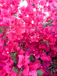 红粉色布干维尔花朵盛开在春天图片