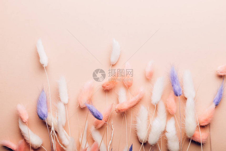 兔尾草干鲜花布的家居装饰品平图片