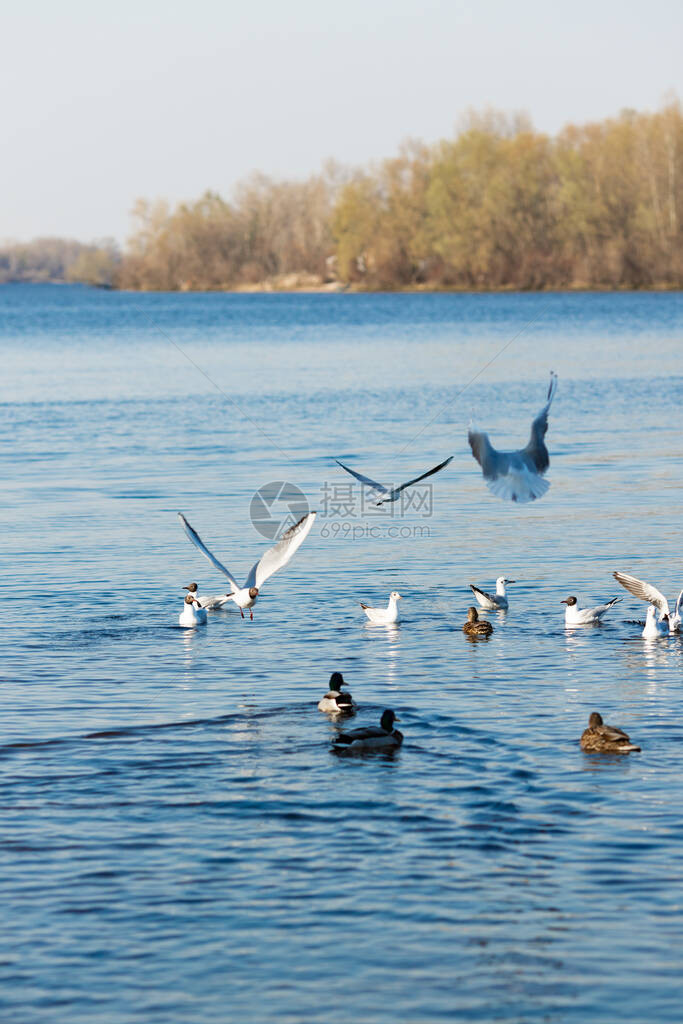 海鸥和鸭子在公园的河里抓食物图片