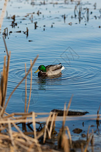 鸭子在水景上鸭水鸭子图片