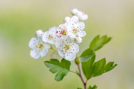 欧洲春秋白花树图片