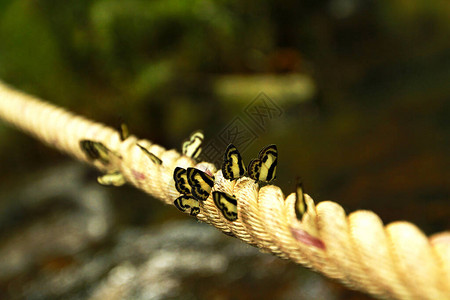 长绳上有许多黑白蝴蝶与瀑布背景的长绳Amathus图片