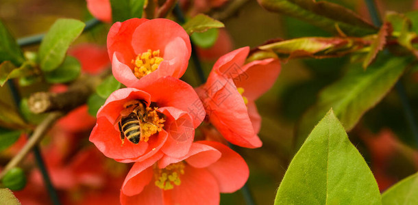 蜜蜂从红花中收集蜜桃图片