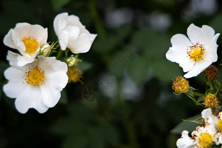 带玫瑰花的白花框有图片