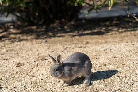 许多野兔在岛上漫游图片