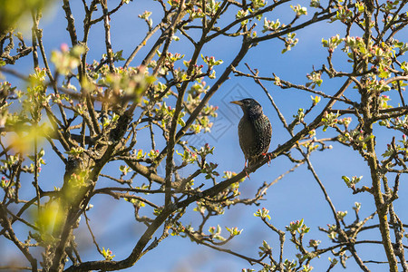 树上的鸟椋鸟坐在开花的苹图片