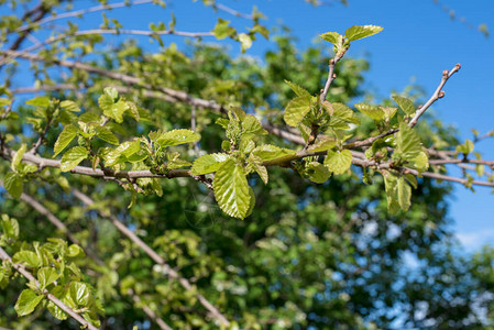 树枝的树枝有绿叶在春月图片