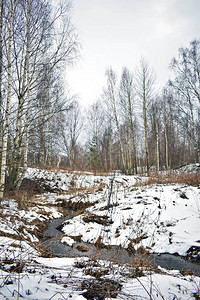 冬天森林里的小溪不会结冰图片