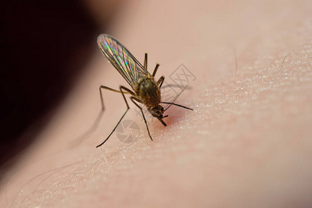 蚊子食用人类皮肤上的血高清图片