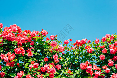 韩国首尔中浪川公园首尔玫瑰节的蓝图片