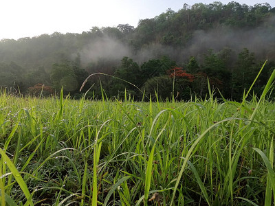 清晨的山野草地图片