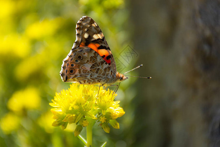 蝴蝶蓟特写在模糊的背景上来自蛱蝶科的明亮蝴蝶蝴蝶在阳光下图片