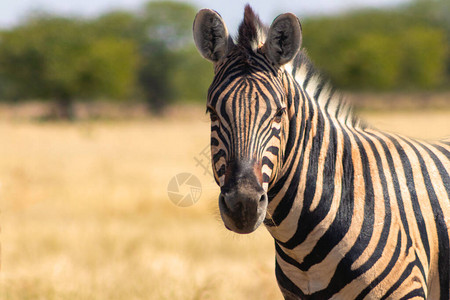 非洲野生动物非洲山区Zebra图片