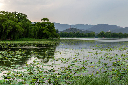 夏季宫北京大面积湖泊花园展厅背景图片