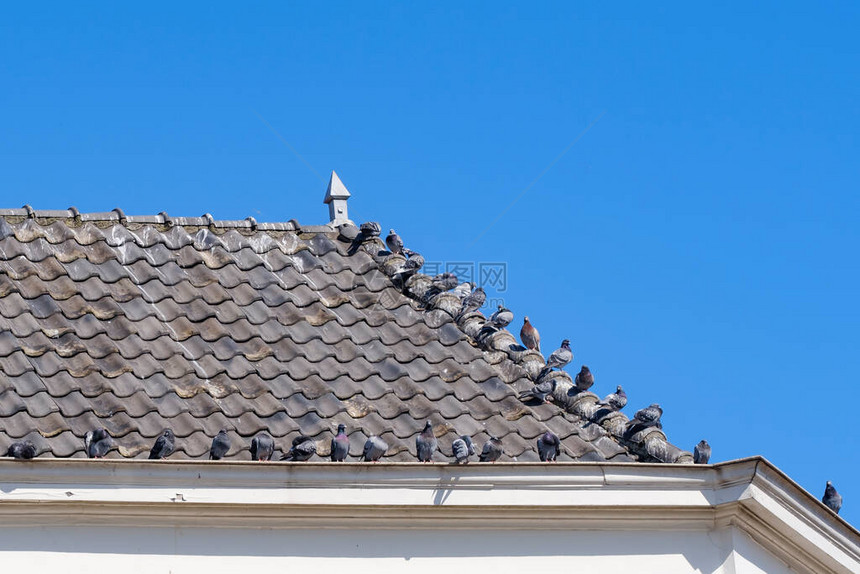 鸽子坐在灰色的屋顶砖上在房子的沟渠之图片