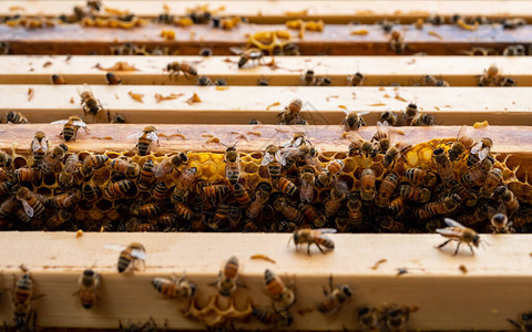 露天蜂蜜在蜂窝上爬行在蜂窝的木框上图片
