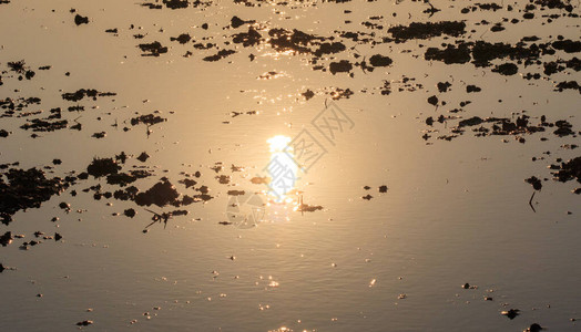 夕阳在浑水中倒影的照片图片