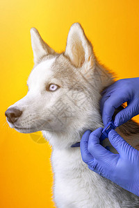 兽医用消毒手套在一只哈斯基犬上戴抗寄生虫项圈宠物护理2021年兽医图片