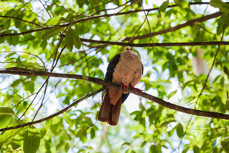 公园一棵树上罕见的粉红色鸽子毛里求斯岛的鸟高清图片