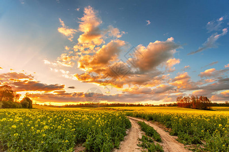 在菜籽领域的春天五颜六色的云彩日落开花油菜农场的农村土路油籽开花图片