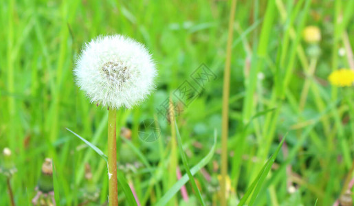 蒲公英在草地上的白头在风中摇曳的绿草中图片