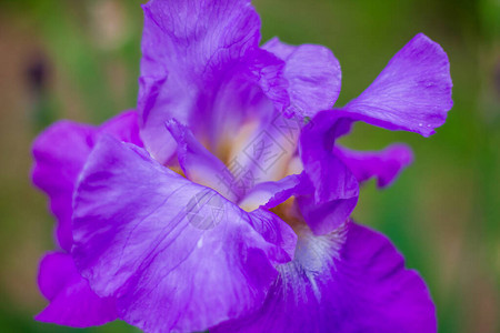 春天的紫色鸢尾花森林里的紫色鸢尾花图片