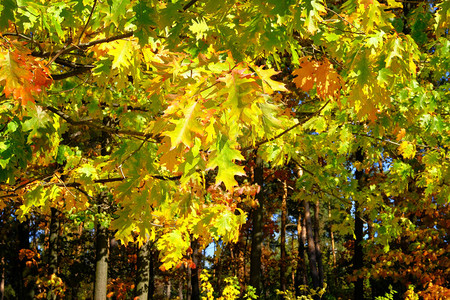 秋天的风景和壁纸黄色秋天橡树叶在风景如画的秋天公园户外的阳光明图片