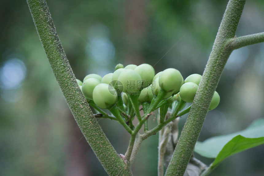 SolanumHervum工图片