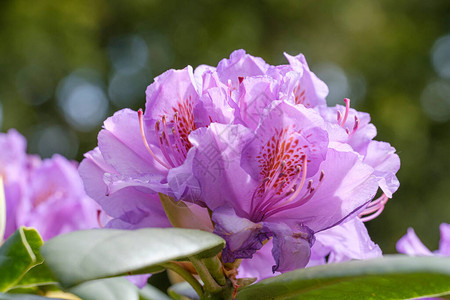 粉红色紫色杜鹃花的特写图片
