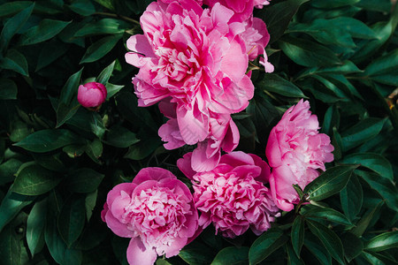 牡丹布什在花园里开着粉红色的芬芳花朵图片