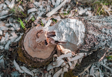 一棵被海狸啃咬的树在春天倒下图片
