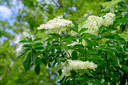 接骨木树的许多精致的白花和绿色模糊的叶子图片