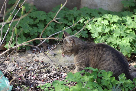 野生和家养条纹猫散步图片